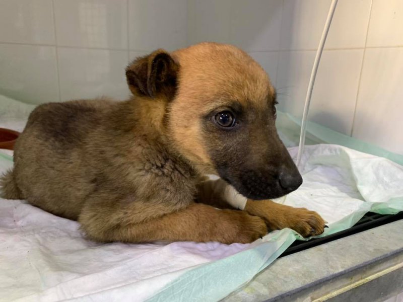 86380703-3044782162208229-1670347798282764288-n