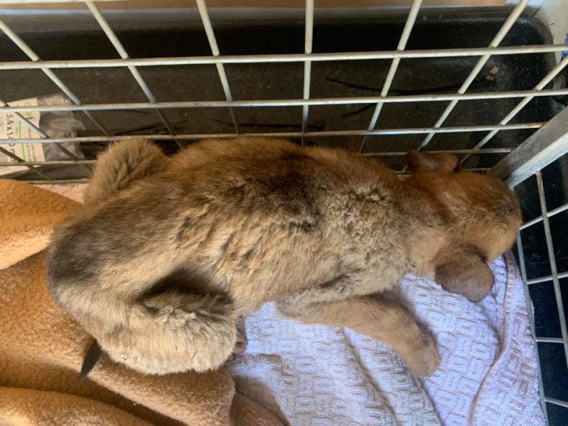 86731258-3045321445487634-8915612027796324352-n