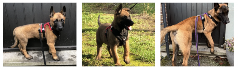 perfect-fit-harnas-hond-puppy