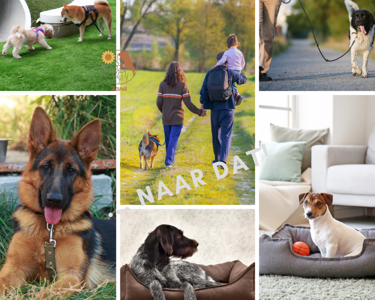 rustige-wandelen-hond-rustige-hond