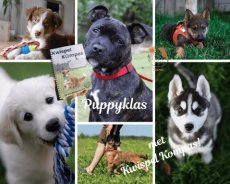 Puppyklas Groepsles + Kwispel Kompas