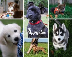 Puppyklas groepsles